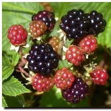 Jagody, jeżyny i borówki