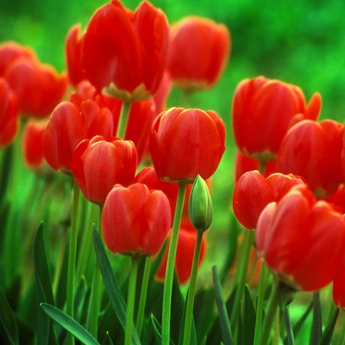 Jak uprawiać tulipany?