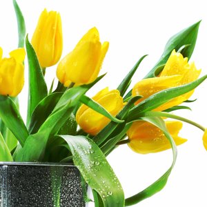 Pielęgnacja tulipanów