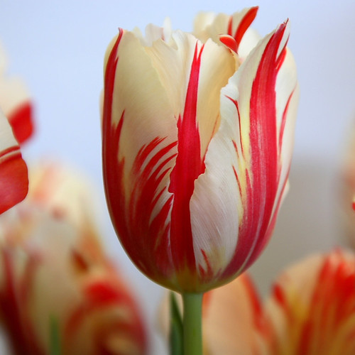 Stanowisko dla tulipanów