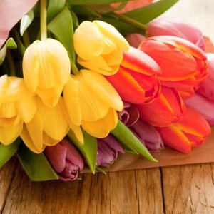 Podlewanie tulipanów