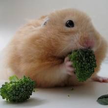 Czym karmić chomika?