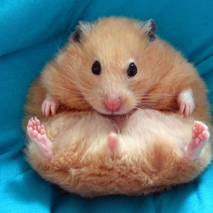 Pokarm dla chomików