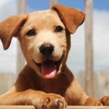 Jak poprawnie karmić szczeniaka?