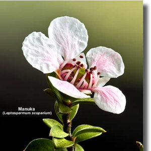 Jakie właściwości ma miód manuka?