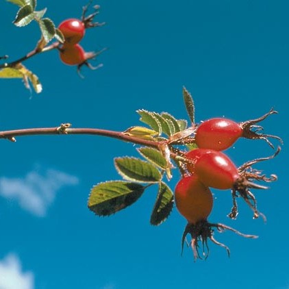 Napar z dzikiej róży – doskonały lek na przeziębienie