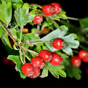 Zalety dzikiej róży