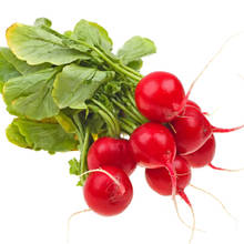 Jak hodować rzodkiewkę?