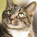 Jaki kot jest odpowiedni dla ciebie?