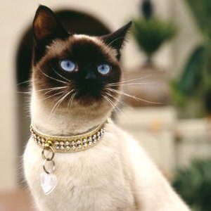 Kot rasowy czy „dachowiec”?