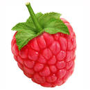 Malinowe lekarstwa na przeziębienie