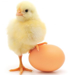 Wykorzystać skorupki