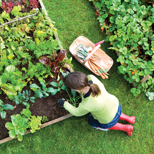 Sadzenie warzyw w ogródku – podstawowe zasady