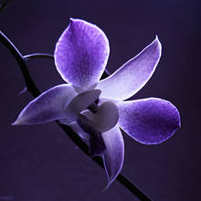 Jak pielęgnować storczyki?