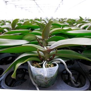 Wilgotność powietrza