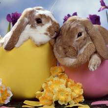 Tajemnice zajączka wielkanocnego