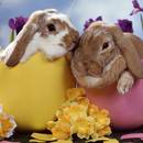 Tajemnice zajączka wielkanocnego