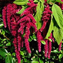 Jakie wartości ma amarantus?