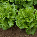 Uprawa sałaty – podstawowe zasady