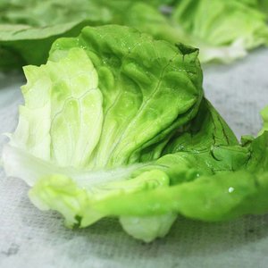 Pielęgnacja i zbiór