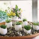 Jak siać rzeżuchę?