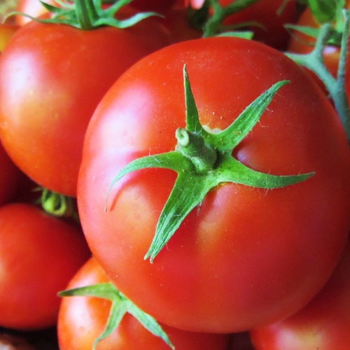 Ziarna pomidora