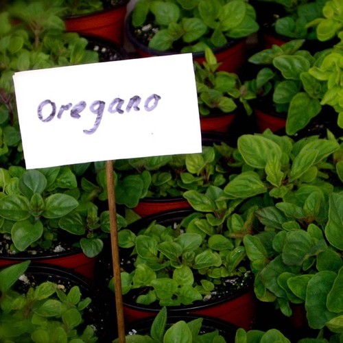 Podlewanie oregano