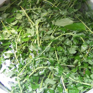 Pielęgnacja oregano