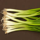 Jak hodować szczypiorek?