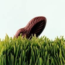 Jak uprawiać trawkę wielkanocną?