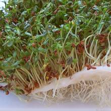 Cenne właściwości kiełków rzeżuchy