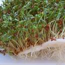 Cenne właściwości kiełków rzeżuchy