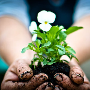 Trzeci sposób – skoszona trawa