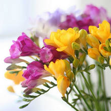 Jak uprawiać frezje?