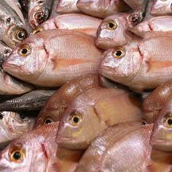 Które produkty mogą zawierać metale ciężkie?