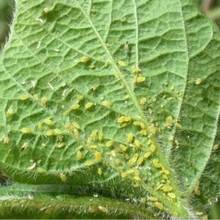 Naturalne sposoby na mszyce