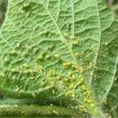 Naturalne sposoby na mszyce