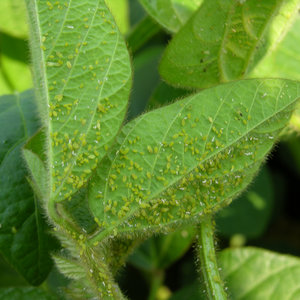 Sposób czwarty – mleko