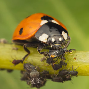 Sposób szósty – płyn do naczyń