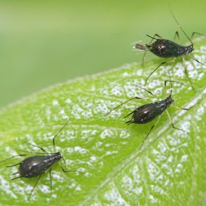 Sposób pierwszy – woda