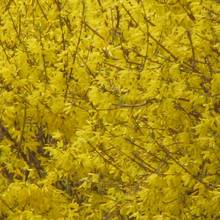 Jak uprawiać forsycje?