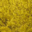 Jak uprawiać forsycje?