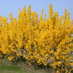 Rozmnażanie w ziemi