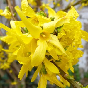 Stanowisko dla forsycji