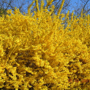 Pielęgnacja forsycji