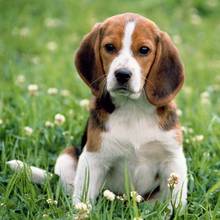 Zasady wyrabiania paszportu dla psa