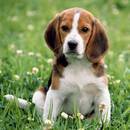 Zasady wyrabiania paszportu dla psa