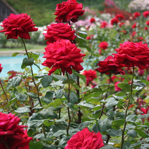 Uprawa i pielęgnacja róż ogrodowych