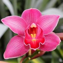 Jak pielęgnować storczyki?