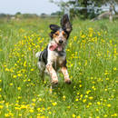 W jaki sposób usunąć psu kleszcza?